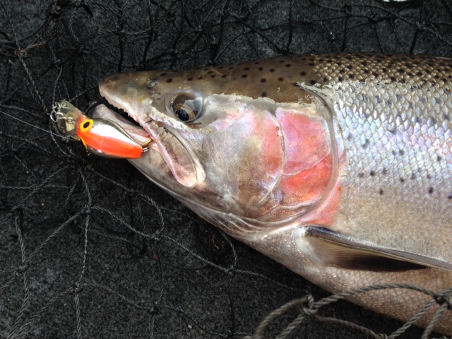 Wild Dog Guide Service Lure and Color Selection for River Steelhead - Wild  Dog Guide Service